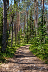 tourist walking footpath in green forest