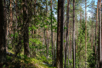 Fototapeta premium radiant sun light shining through tree branches in forest