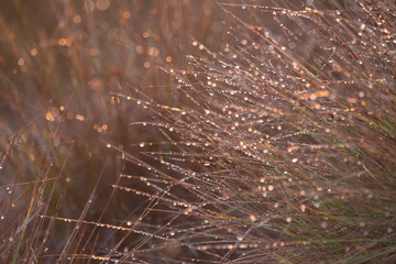 Beautiful grass with dew droplets in autumn. Fall scenery during the sunrise in Latvia, Europe