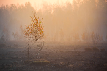A beautiful misty landscape of a fall in wetlands. Autumn landscape in swamp, soft, diffused light, fog and haze. Sunrise in Latvia, Europe.