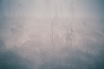 A beautiful misty landscape of a fall in wetlands. Autumn landscape in swamp, soft, diffused light,...