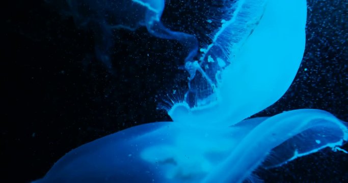 Aurelia aurita, also called common jellyfish, moon jellyfish, moon jelly or saucer jelly floating in tank and illuminated by lamps with different color of glow.