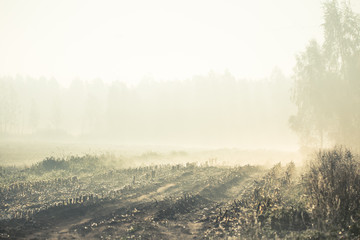 A beautiful misty landscape of a fall in wetlands. Autumn landscape in swamp, soft, diffused light,...