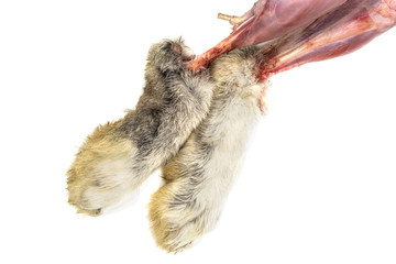 Fresh rabbit legs on a white background