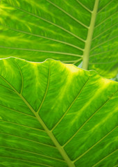 Bright green vibrant tropical leaf background with striped colorful pattern