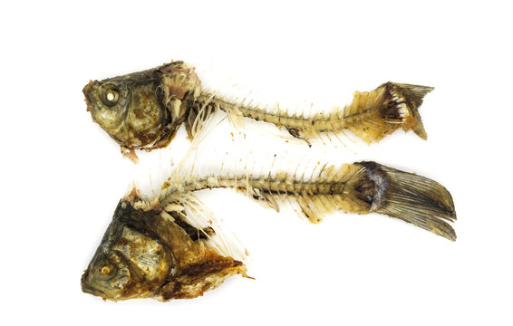 Remains of fried fish on a white background
