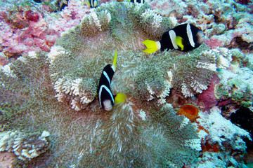 Naklejka na ściany i meble Beautiful anemone fish in the coral reef.