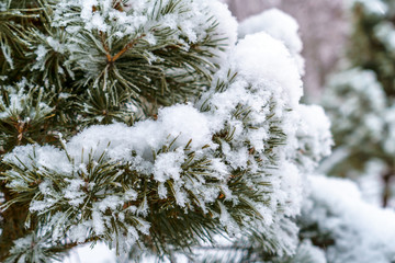 A branch of pine with green needles covered with snow