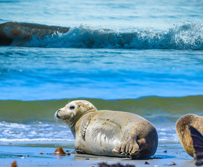Naklejka premium seals on the beach on Helgoland island