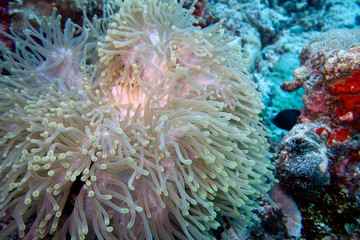 Fototapeta na wymiar Beautiful coral garden in the Maldives.
