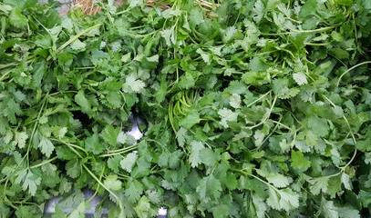 Fresh coriander as background