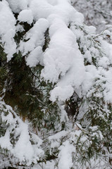 snow covered trees