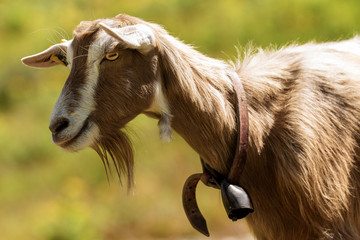 Mountain Goat on a green background