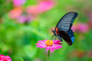 Black Butterfly on Pink Zinnia Bright colors in garden.
