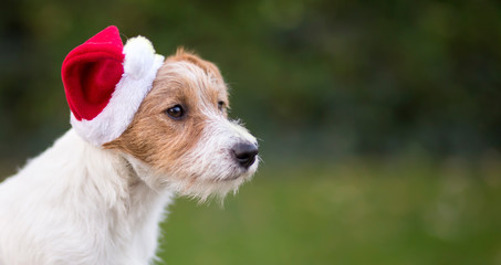 Christmas happy jack russell pet dog puppy with Santa Claus hat