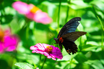Fototapeta na wymiar Black Butterfly on Pink Zinnia Bright colors in garden.