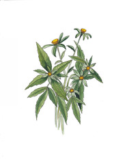 Yellow wildflowers on white background.