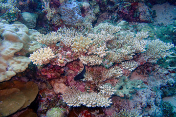 Fototapeta na wymiar Beautiful coral garden in the Maldives.