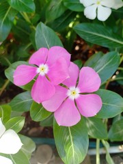 Fototapeta premium Flower in park vol.14