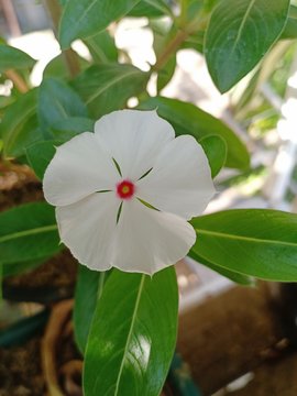 Flower in parj vol.13