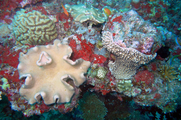 Beautiful coral garden in the Maldives.