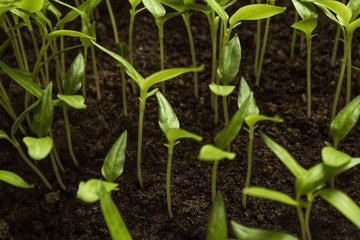 Young green sprouts.