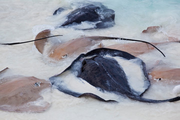 Several stingrays on the beach during feeding