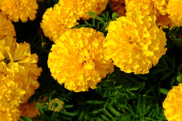 marigold