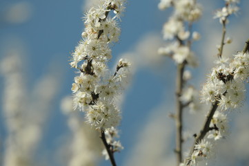 Blackthorn blossoms