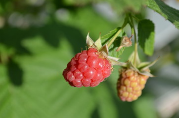 Ripe raspberry on a brush Macro