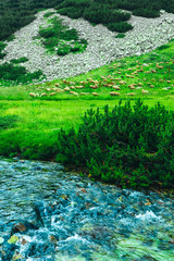 Beautiful view on the high green mountains peaks and a mountain river, natural background. A stream flows down the rocks, alpine sheep flock grazing.