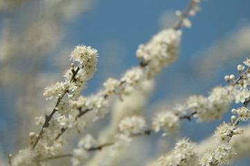 Sloe blossoms