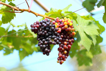 Ripe grapes hung on vineyards of grape trees. 