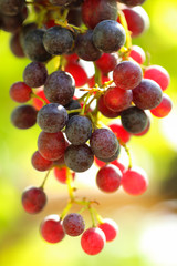 Ripe grapes hung on vineyards of grape trees. 