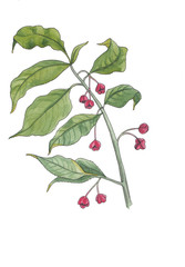 Watercolor illustration of euonymus branch.