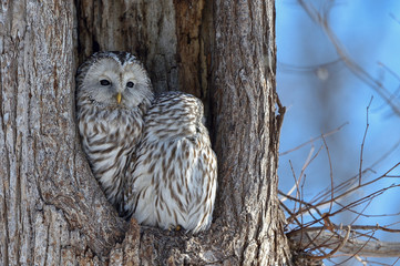エゾフクロウの夫婦