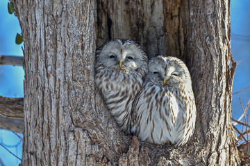 エゾフクロウの夫婦