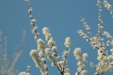 blackthorn