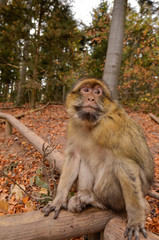 Affen in Frankreich