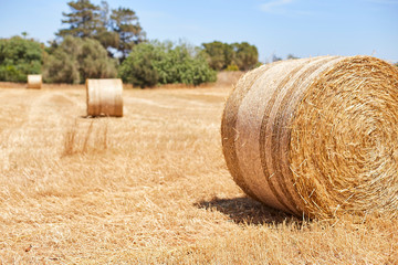 Hay bail harvesting in golden field landscape Cyprys