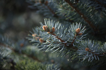 Naklejka na ściany i meble Pine spruce