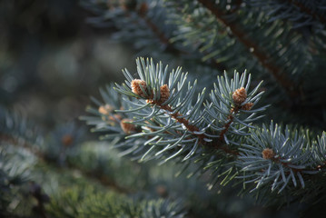 Pine spruce