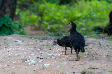 Close up view chick flock is pecking rice kernels on the ground in countryside of Thailand.