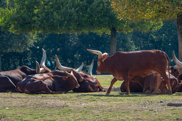 Buffalo in the farm