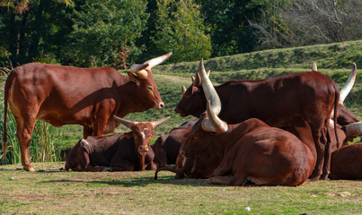 Buffalo in the farm
