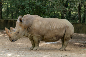 Fototapeta premium Saw this Rhinoceros while visiting the famous Kruger National Park in South Africa.