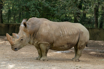 Saw this Rhinoceros while visiting the famous Kruger National Park in South Africa.