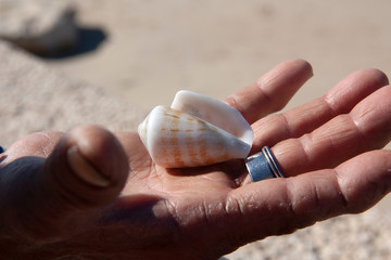 shell on the old man's palm close-up