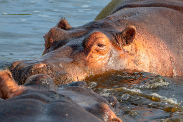 A group of common hippopotamus (Hippopotamus amphibius), or hippo, in the South Luangwa river, South Luangwa, Zambia, Africa