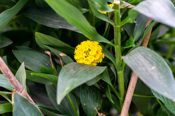 Obraz premium Yellow flower and leaves